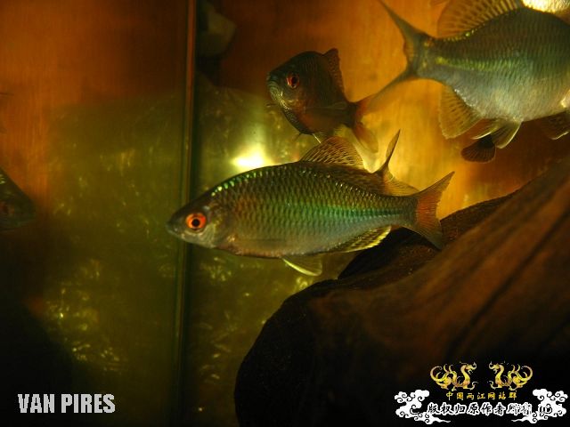 打了闪光的鱊SP.金臀鳍