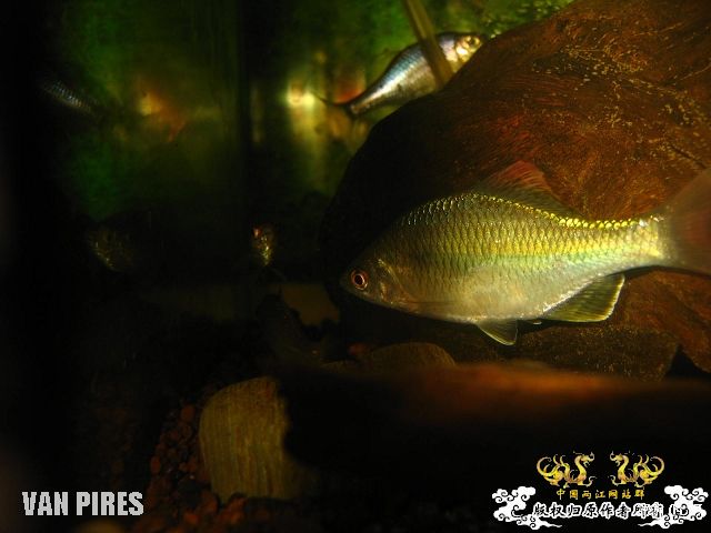 打了闪光的鱊SP.金臀鳍