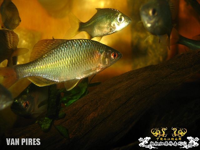 打了闪光的鱊SP.金臀鳍