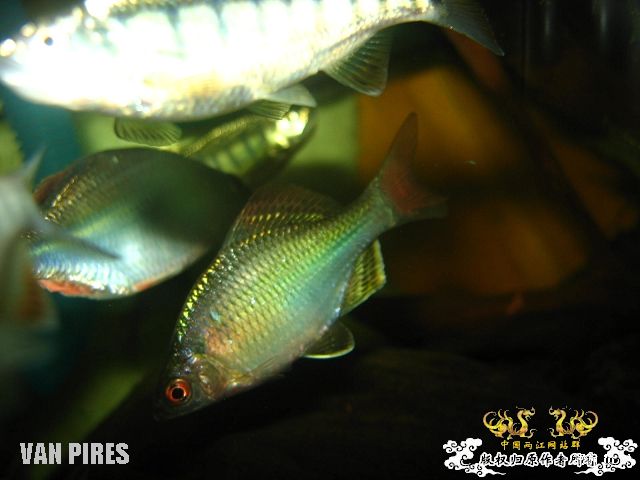 打了闪光的鱊SP.金臀鳍