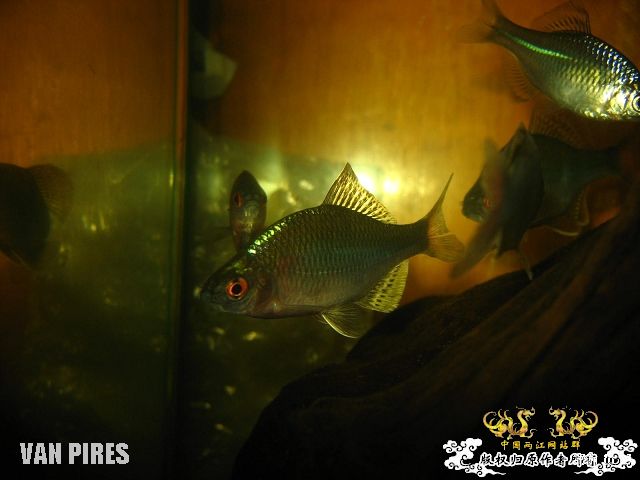 打了闪光的鱊SP.金臀鳍