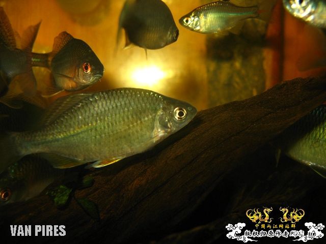 打了闪光的鱊SP.金臀鳍