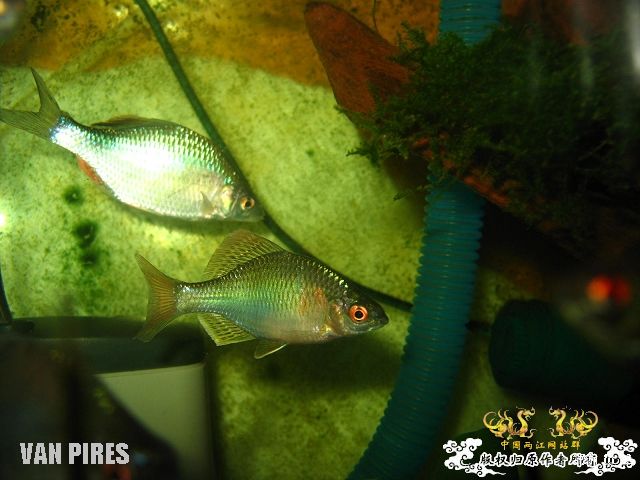 打了闪光的鱊SP.金臀鳍