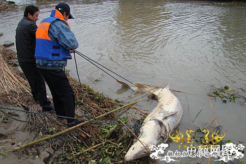 [转帖][原创]长江赤壁段发现一头重约200公斤的死亡中华鲟