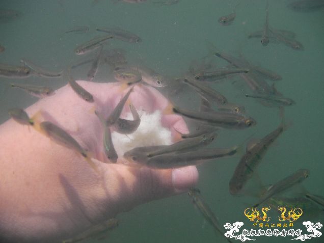 几張異鱲