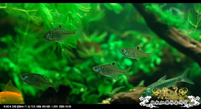 终于玩儿阴的了~