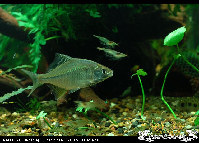 终于玩儿阴的了~