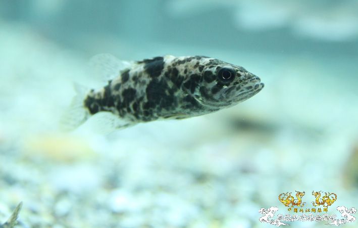 深夜上鱼。本次只有一集，没下集。