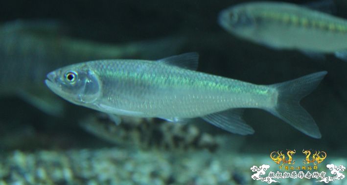 深夜上鱼。本次只有一集，没下集。