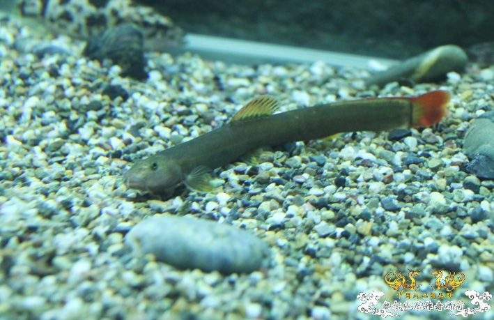 深夜上鱼。本次只有一集，没下集。