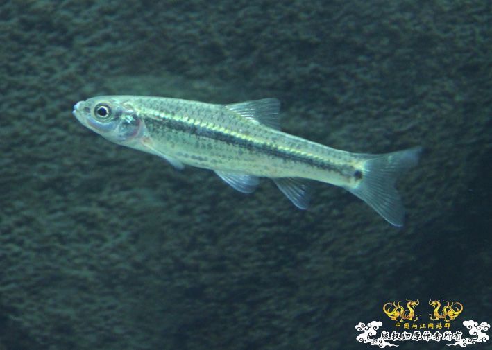 深夜上鱼。本次只有一集，没下集。