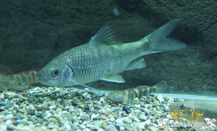 深夜上鱼。本次只有一集，没下集。