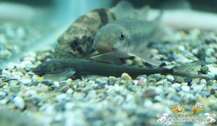 深夜上鱼。本次只有一集，没下集。