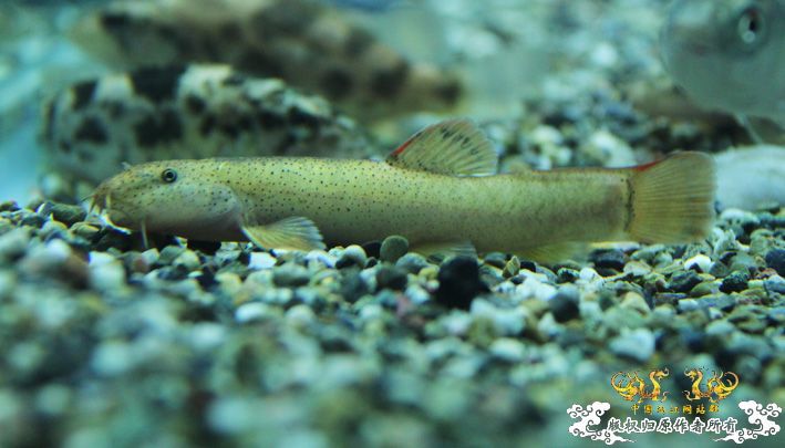 深夜上鱼。本次只有一集，没下集。