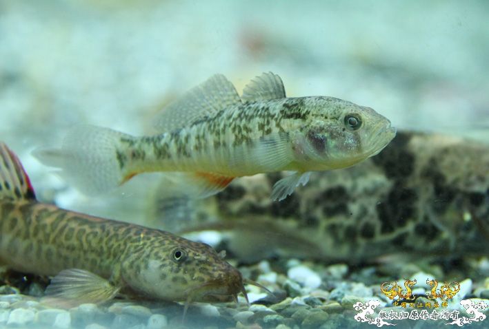 深夜上鱼。本次只有一集，没下集。