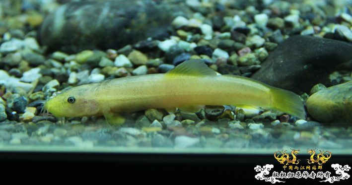 深夜上鱼。本次只有一集，没下集。