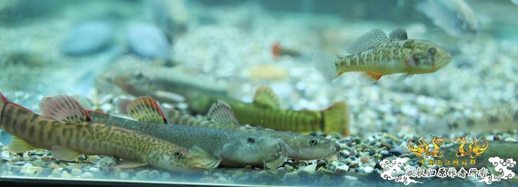 深夜上鱼。本次只有一集，没下集。