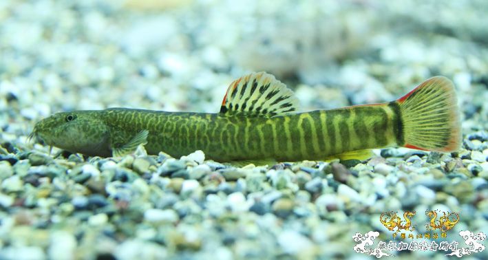 深夜上鱼。本次只有一集，没下集。