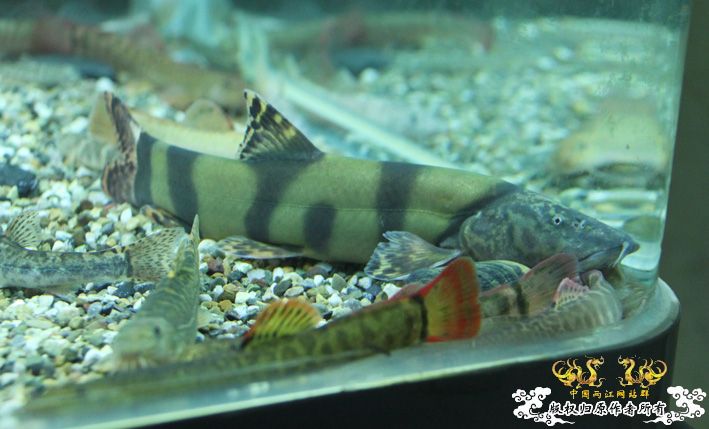 深夜上鱼。本次只有一集，没下集。