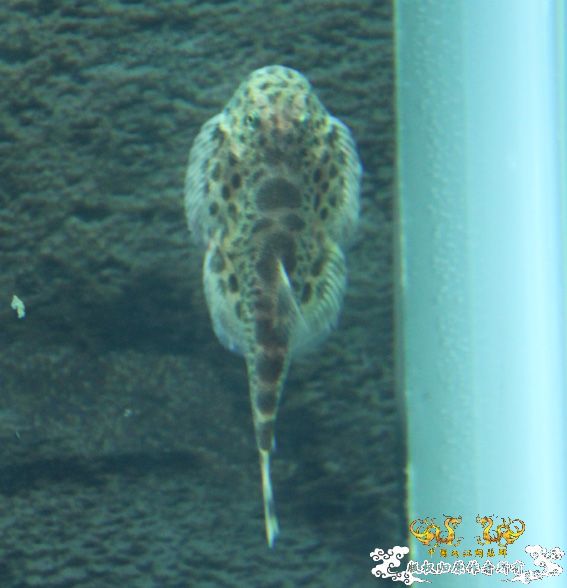 深夜上鱼。本次只有一集，没下集。