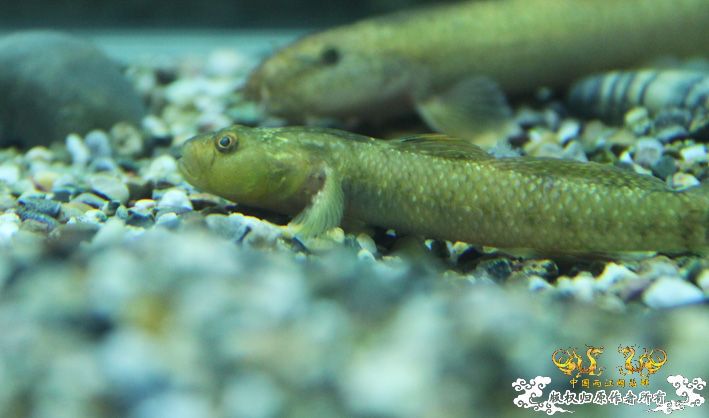 深夜上鱼。本次只有一集，没下集。