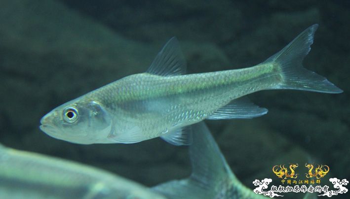 深夜上鱼。本次只有一集，没下集。