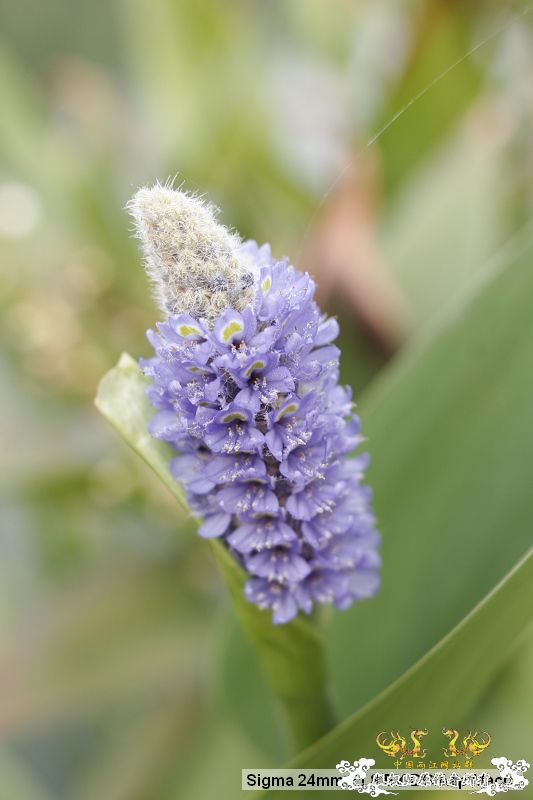 流花湖“野采”大丰收
