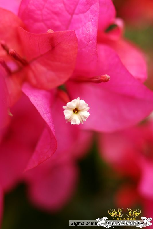 流花湖“野采”大丰收