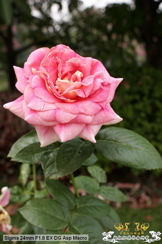 流花湖“野采”大丰收