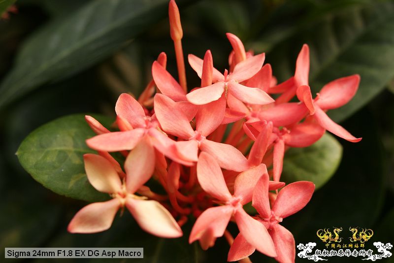 流花湖“野采”大丰收