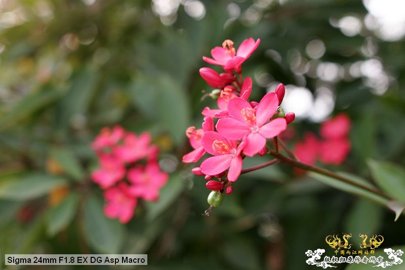 流花湖“野采”大丰收