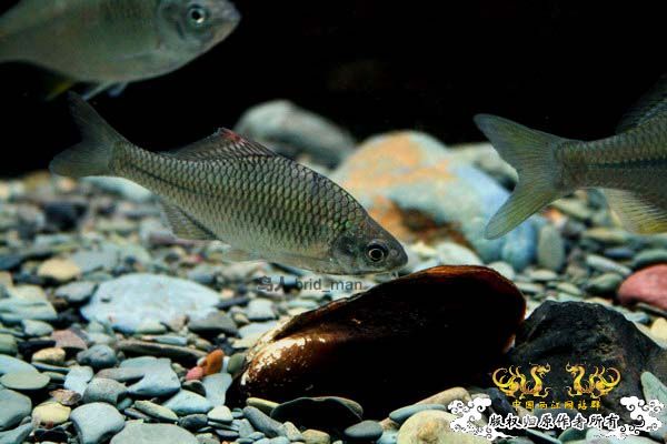 峨眉鱊简介及生存现状 峨眉鱊简介及生存现状