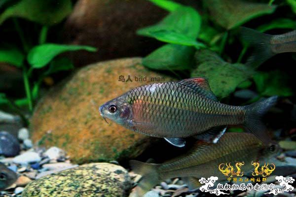 峨眉鱊简介及生存现状