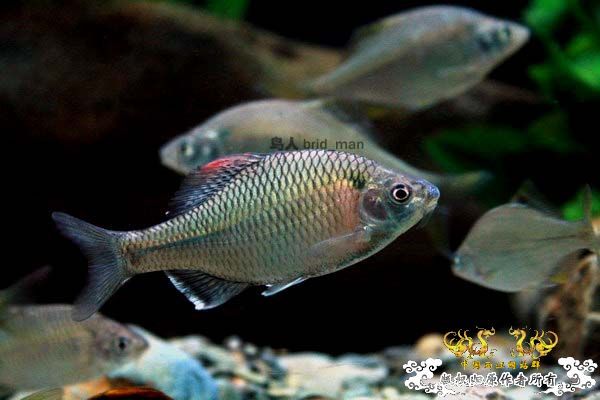 峨眉鱊简介及生存现状