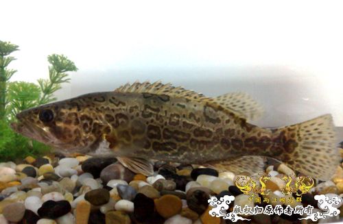 ！！！帮忙认鱼一下！！！