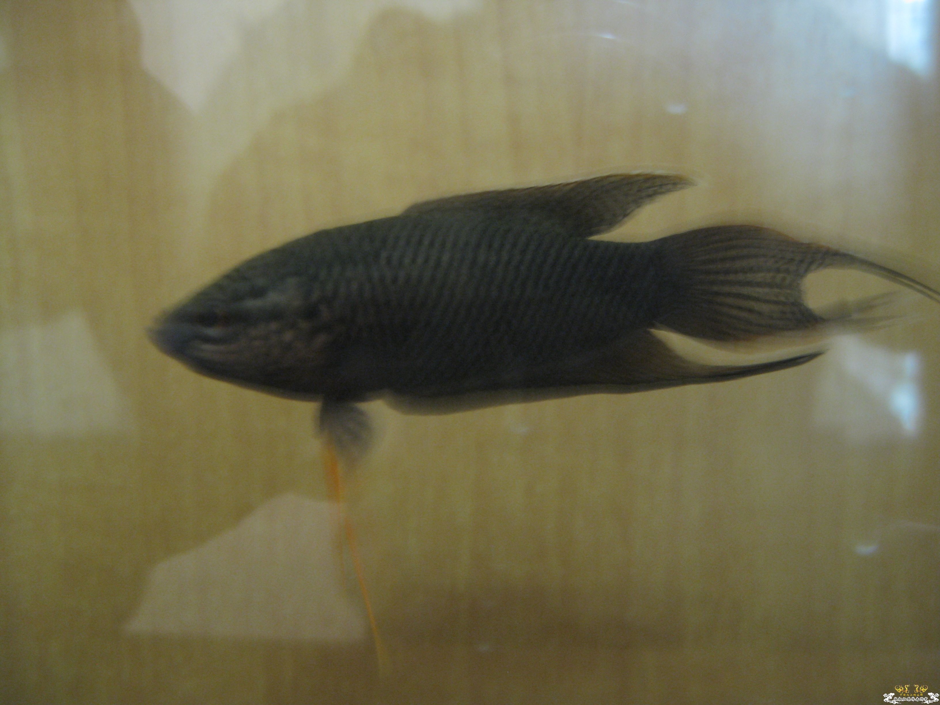 黑斗请分公母？