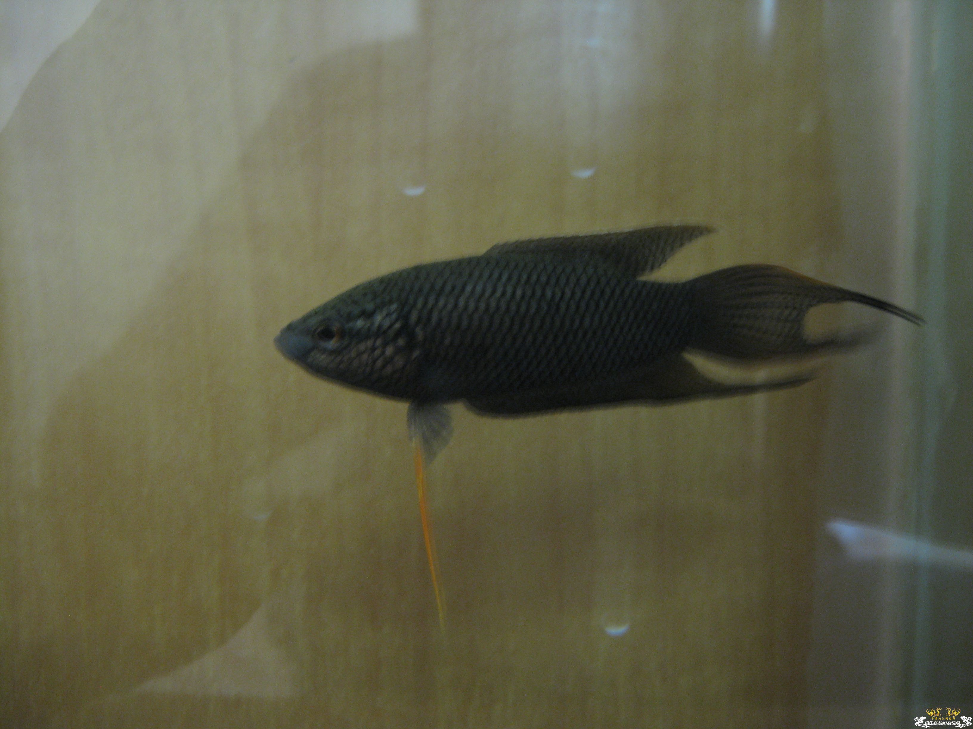 黑斗请分公母？