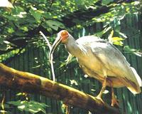 种群扩散研究 探寻"朱鹮"繁殖生态新规律