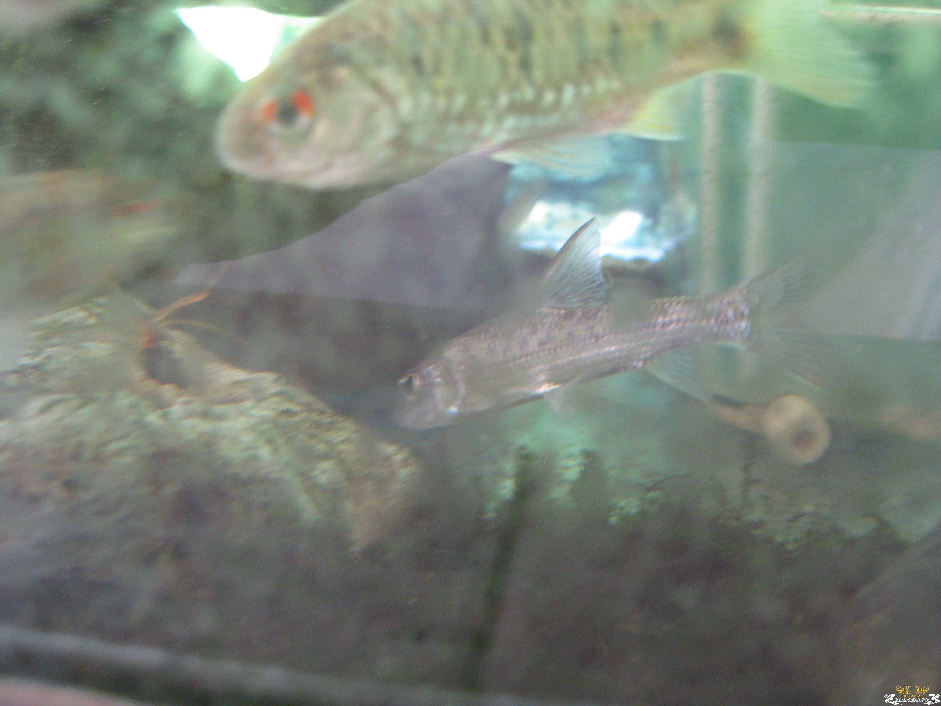 什么鱼（南方的）？