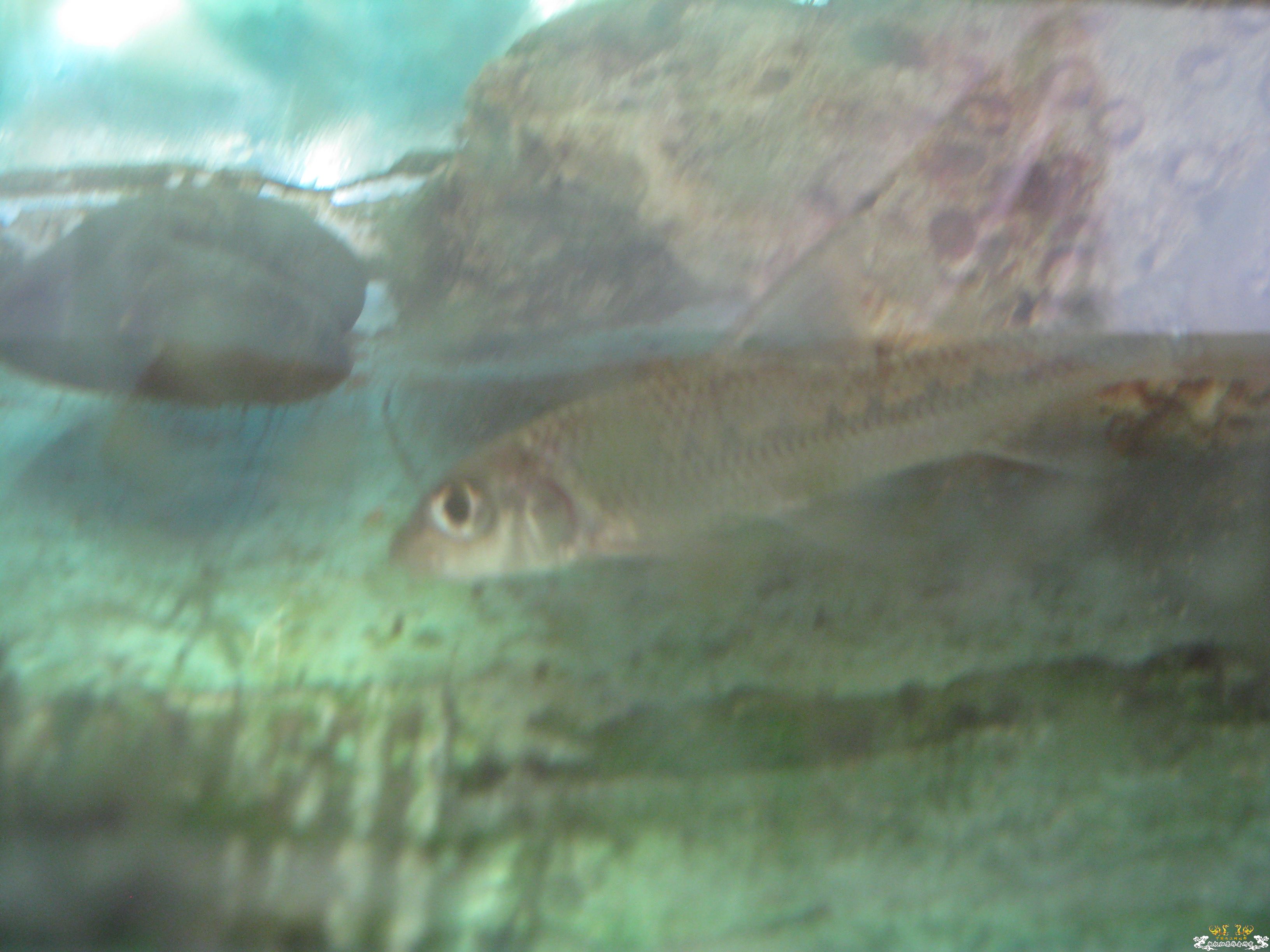 什么鱼（南方的）？