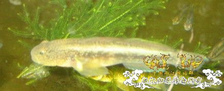 今天刚搞的虾虎