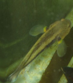 今天刚搞的虾虎 看下品种