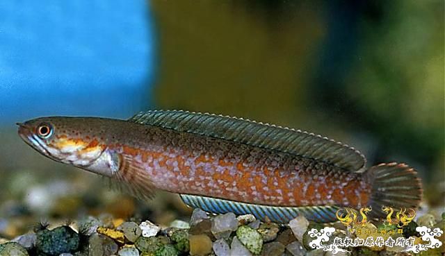 这就是传说的C orientais么？