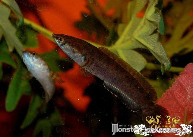 这就是传说的C orientais么？