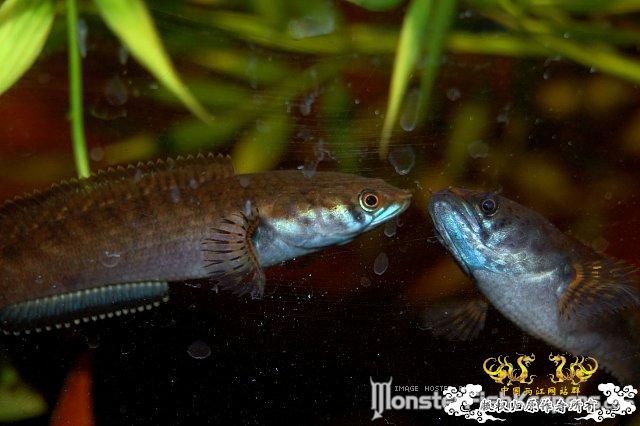 这就是传说的C orientais么？