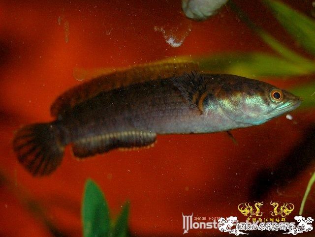 这就是传说的C orientais么？