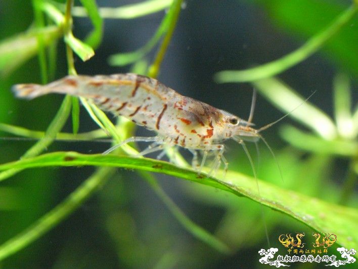 [原创]赤橙黄绿青蓝紫的黑壳