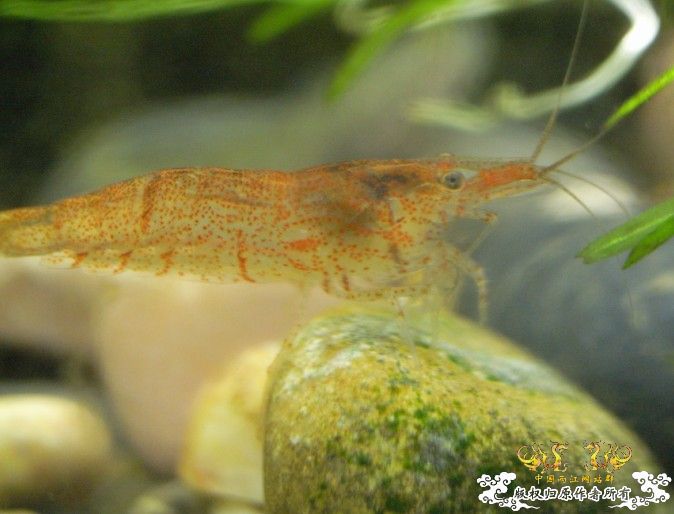 [原创]赤橙黄绿青蓝紫的黑壳