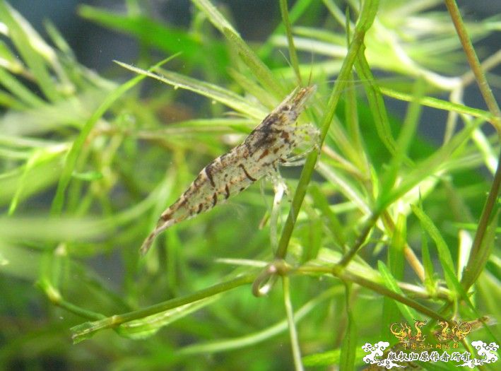 [原创]赤橙黄绿青蓝紫的黑壳