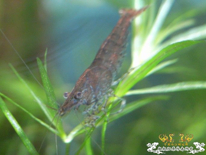 [原创]赤橙黄绿青蓝紫的黑壳